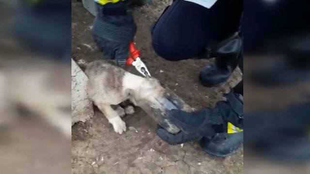 Kafasını cam kavanoza sıkıştıran köpeği itfaiye ekipleri kurtardı