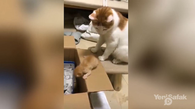 Yavrusuna tekme atan anne kedi