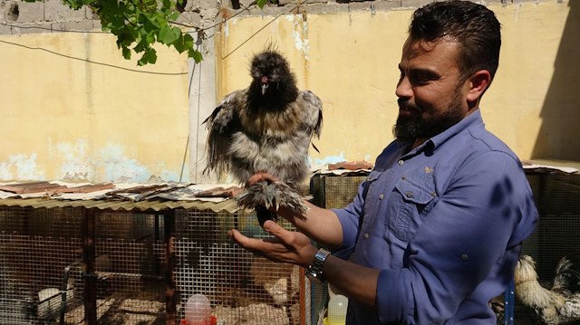 Süs tavuğu ve horozu merakı gelir getirmeye başladı