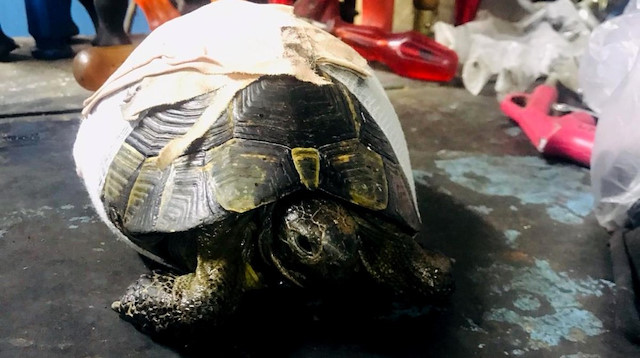 Yolda bulunan kaplumbağa bir süre sonra doğal hayatına dönecek.