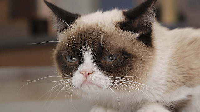 Grumpy Cat
