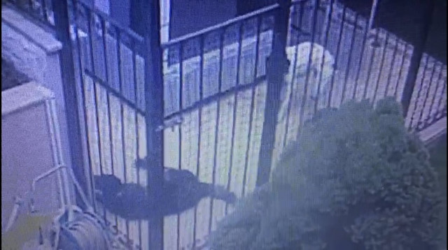 Sarıyer'de salyangoz zehri dehşeti