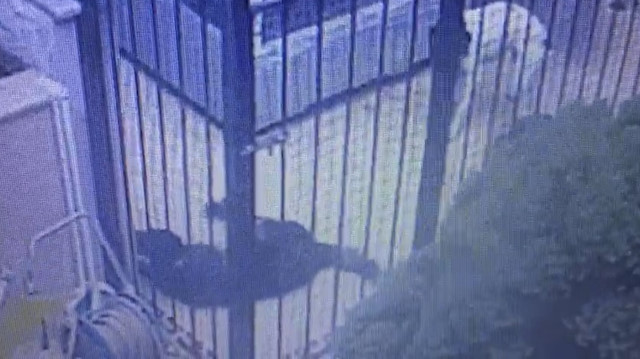 Can çekişen köpeklerden biri telef oldu, 2'sinin tedavisi sürüyor.