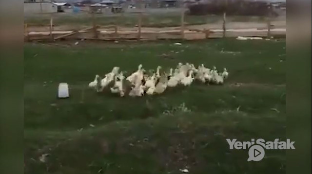Bir sözle sıraya giren kazlar