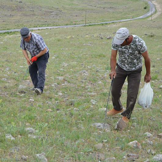 Domalan mantarı kilosu 80 liradan satılıyor