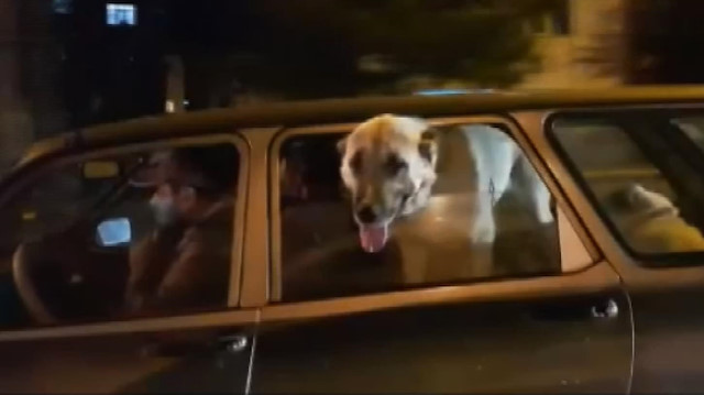 Kangal köpeklerinin yolculuğu görenleri şaşırttı