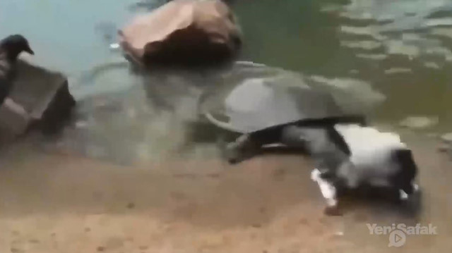 Kaplumbağa güvercini tek hamlede avladı