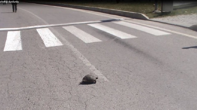 Karşıdan karşıya geçen kaplumbağa trafiği durdurdu