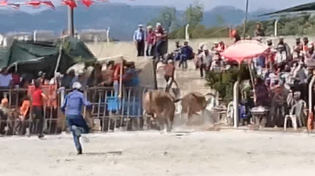 Çitleri kıran boğa seyircinin arasına daldı