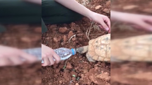 Susuz kalan kaplumbağayla suyunu paylaştı