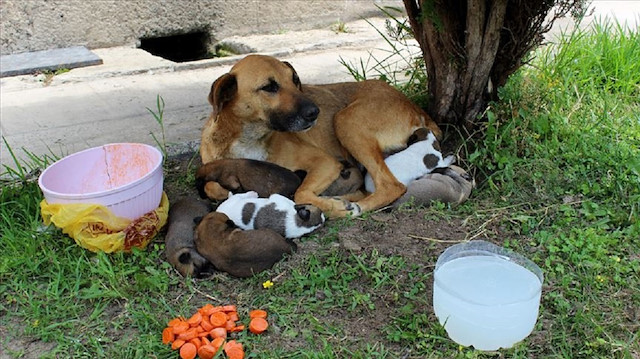 Cami avlusunda yavrulayan köpek.