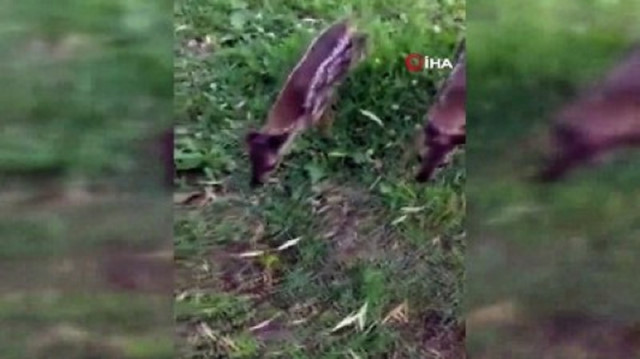 Yavru karacalar fındık bahçesinde bulundular