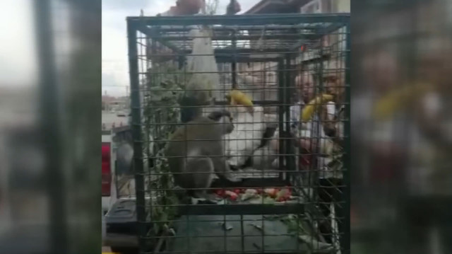 Bir süredir mahallede dolaşan sahipsiz maymun yakalandı