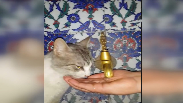 Susuz kalan sokak kedisine zabıta memuru eliyle su içirdi