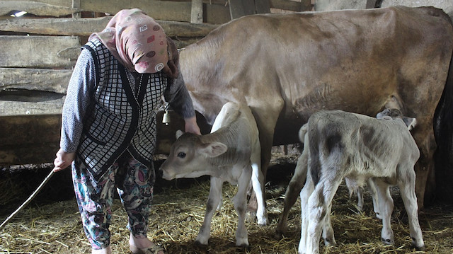 Yüzlerce yıldır hayvan bakılan köyde ilk defa böyle bir doğum gerçekleşti