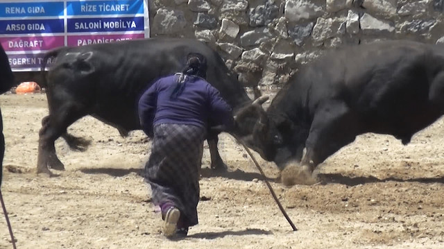 Boğa güreşine 'Karabela'nın sahibi kadın damga vurdu