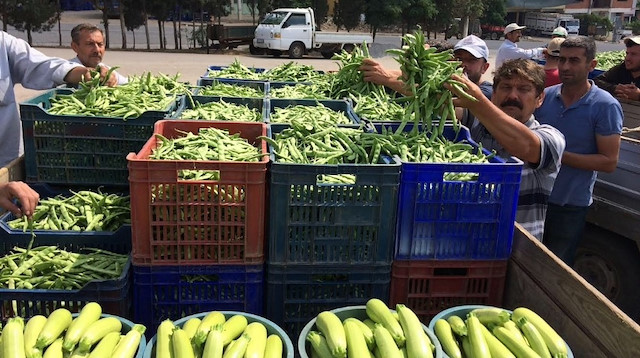 Taze fasulyeler sabah saatlerinde toplanıp çevre hallere gönderiliyor.