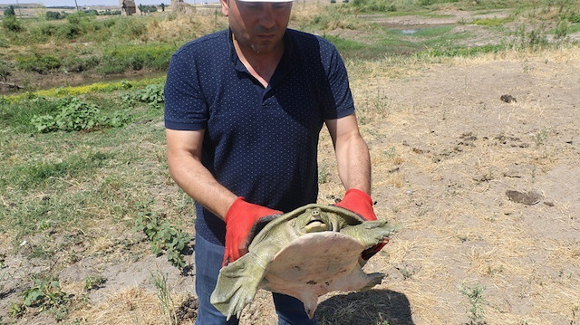 Kaplumbağa doğal yaşam alanı olan Dicle Nehri’ne geri bırakıldı.
