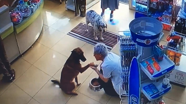 Patisinden yaralanan köpeğin eczacıdan yardım istediği anlar