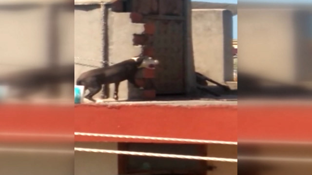 Antalyada çatıya zincirlenen köpeğin zor anları
