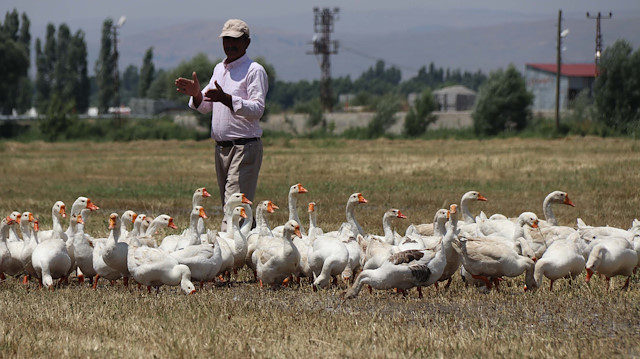 Yılda 2 bin kaz yetiştiriyor