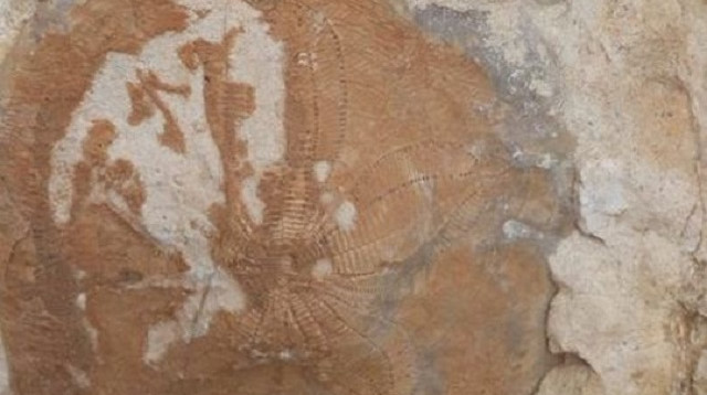 KahramanmaraÅ'ta 35 milyon yÄ±llÄ±k fosil bulundu ile ilgili gÃ¶rsel sonucu