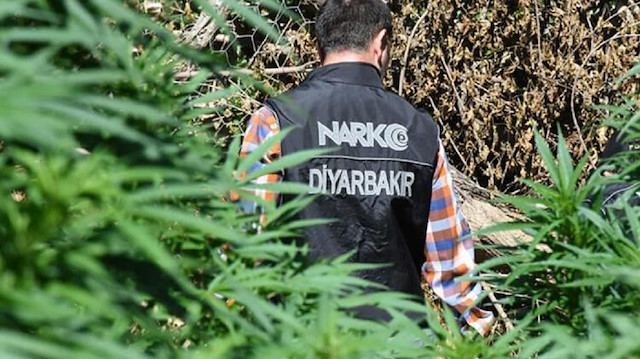 Diyarbakır'da 1 milyon kök Hint keneviri ele geçirildi