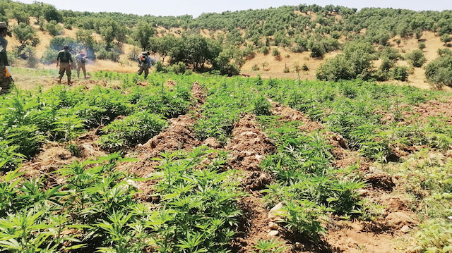 1 milyon 255 bin kök keneviri ele geçirildi.