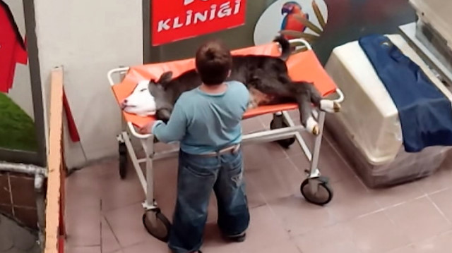 Küçük çocuk buzağının acısını okşayarak hafifletmeye çalıştı