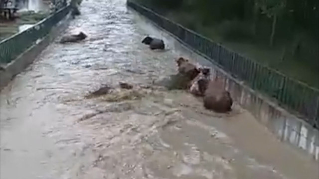Kastamonuda 8 büyükbaş hayvan sele kapılıp kayboldu