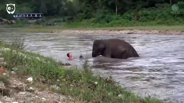 Fil boğulduğunu sandığı adamın yardımına koştu