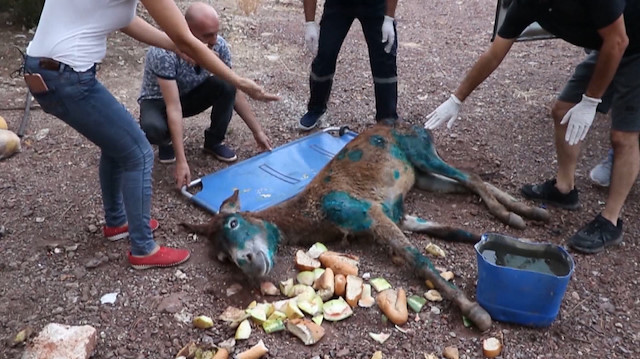 Yaralı eşeği halıya sarıp ölüme terk ettiler