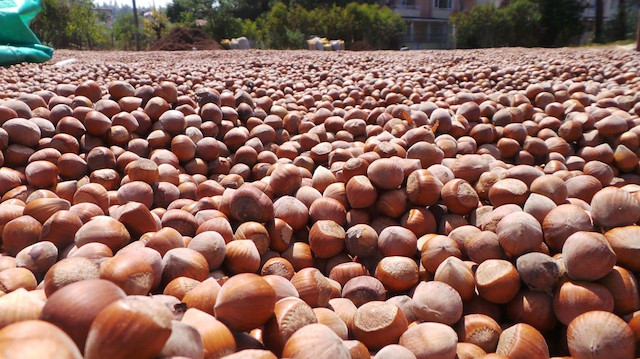 Fındıkta 700 bin ton rekolte bekleniyor.