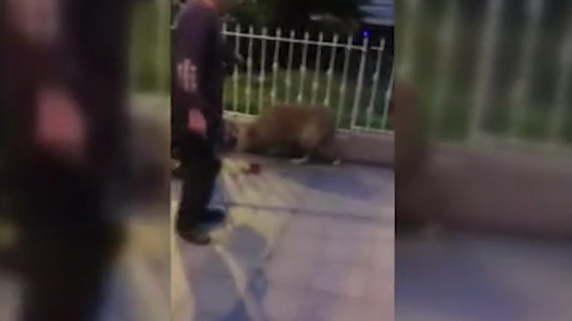 Yerde yatan köpeği tekmeleyen vicdansıza 1763 lira ceza