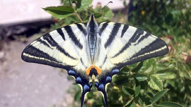 Zebra çatal kuyruklu kelebek