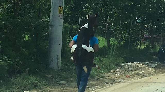 Düzce'de bir vatandaş, bacağı yaralandığı için yürüyemeyen buzağıyı sırtına alarak güveli bir yere taşıdı.