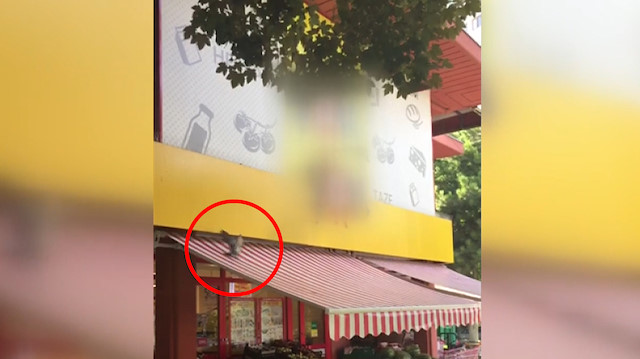 Tenteyle kendine oyun yapan güvercin görenleri güldürdü