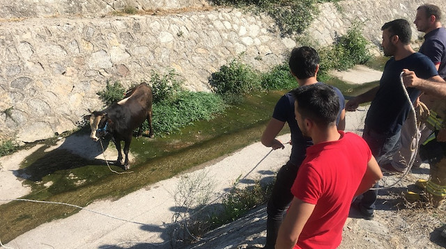 Hayvan pazarından kaçan kurbanlığı ilk olarak vatandaşlar dereden çıkartmaya çalıştı.
