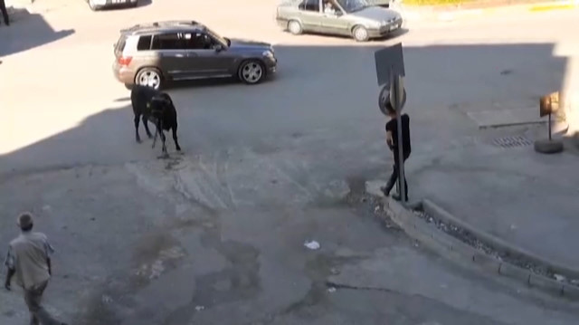 Kaçan kurbanlık boğanın kovaladığı genç çalıların arasına uçtu