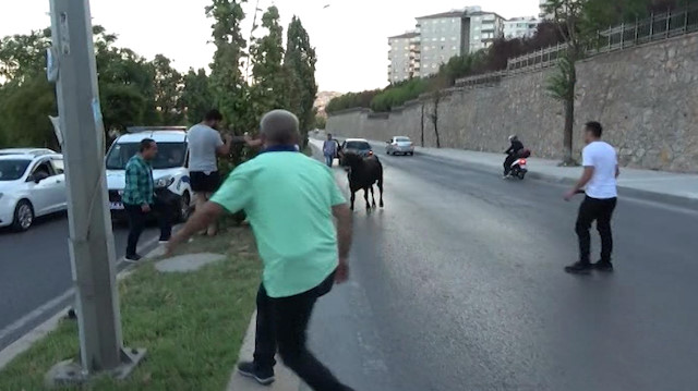 Boğa ile sahipleri arasındaki 3 buçuk saatlik mücadele kameralara böyle yansıdı