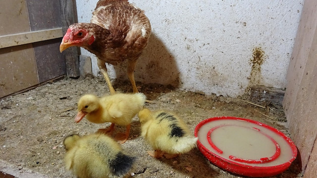 Tavuk ve ördek yavruları