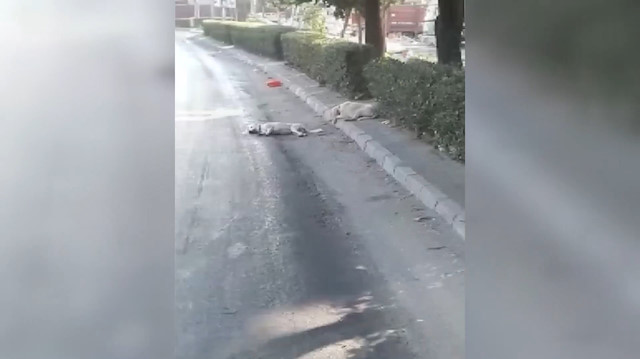 Sokak köpeğinden dostluk dersi