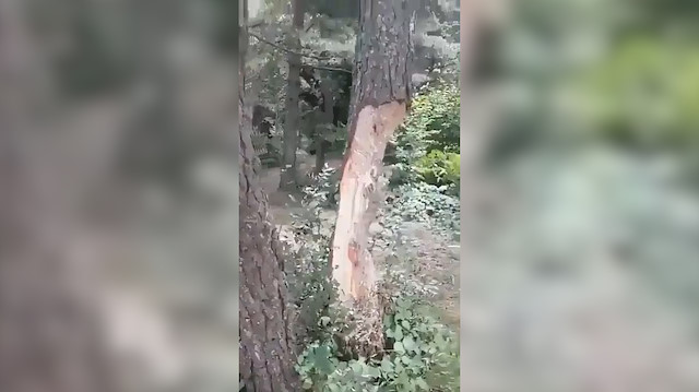 Piknikçiler çıra için ağaç gövdelerini oydu