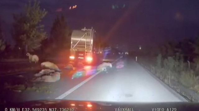 Tanker yola çıkan koyun sürüsünü biçti