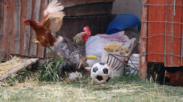 Futbol tutkunu horoz sosyal medyanın ilgi odağı oldu