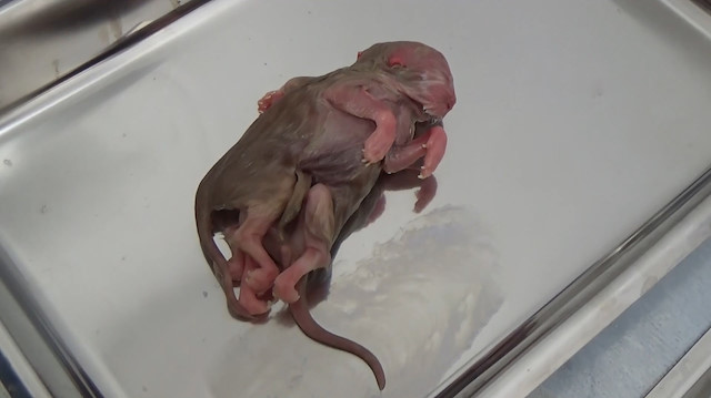 Ölü doğan iki vücutlu kedi görenleri şaşırttı