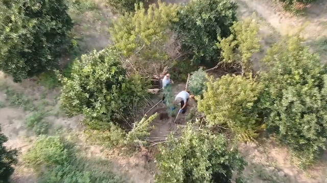 Narenciye bahçesine drone ile uyuşturucu operasyonu