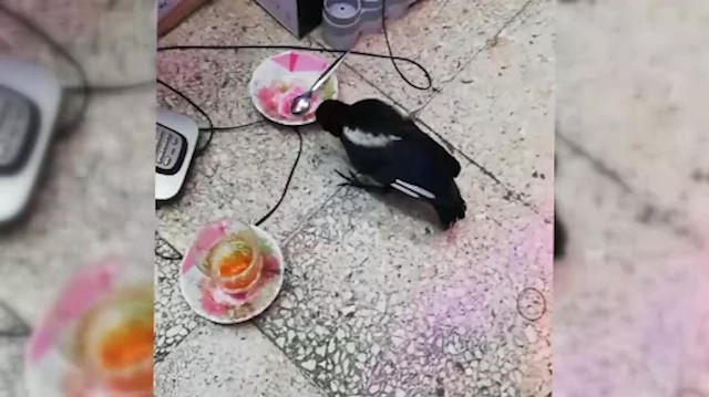 Yaralı karga iş hanının maskotu oldu
