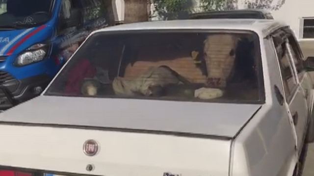 Çaldıkları büyükbaş hayvanları otomobille kaçırırken yakalandılar