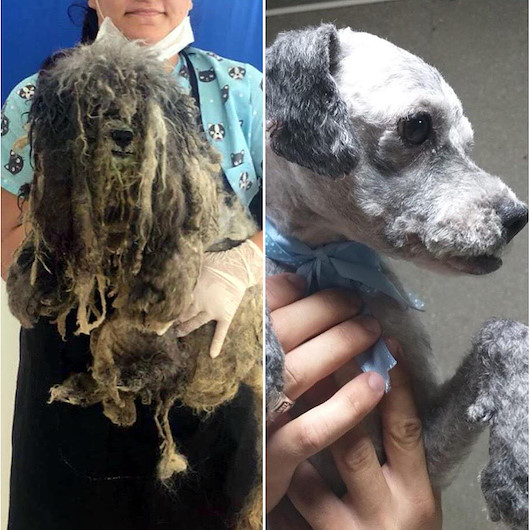 Tanınmaz haldeki köpekten 3,5 kilo tüy çıktı